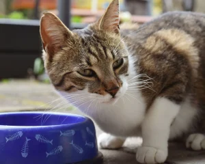 cat food bowl