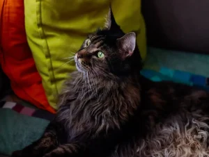 Maine Coon cat eating