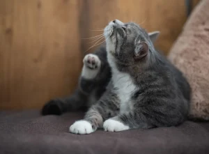 cat scratching furniture