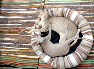flattened cat bed
