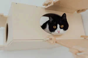 cat litter box