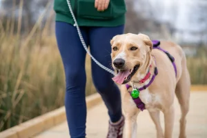 dog leash walking