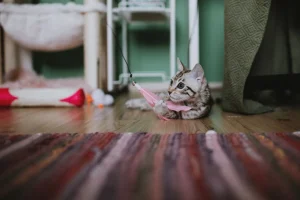 cat playing toy