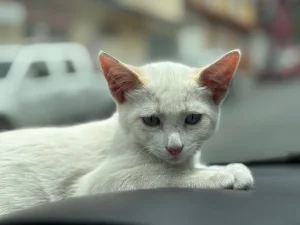 kitten in car carrier