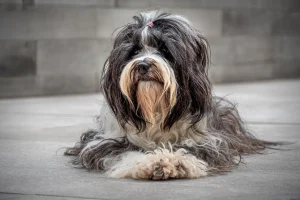 long-haired dog grooming