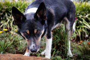 dog in garden