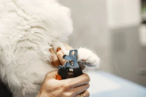 cat claw trimming