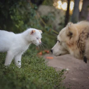 cat and dog meeting