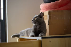 cat litter box