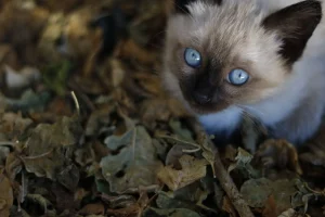 cat litter comparison