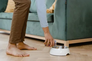 dog bowls floor