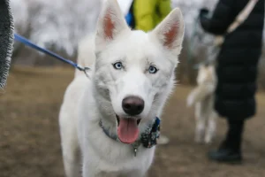 dog leash closeup
