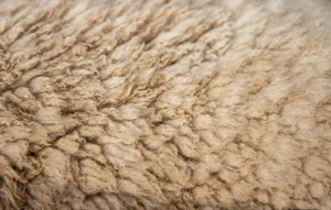 wool blanket texture