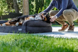 memory foam dog bed