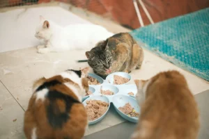 cat eating from bowl