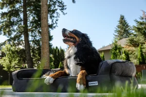 large dog sleeping bed