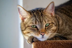 cat scratching post