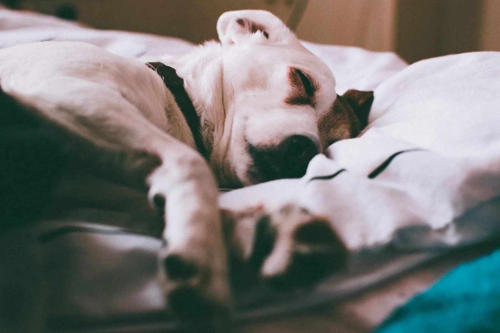Dog Bed: Pros, Cons and Buyer’s Guide