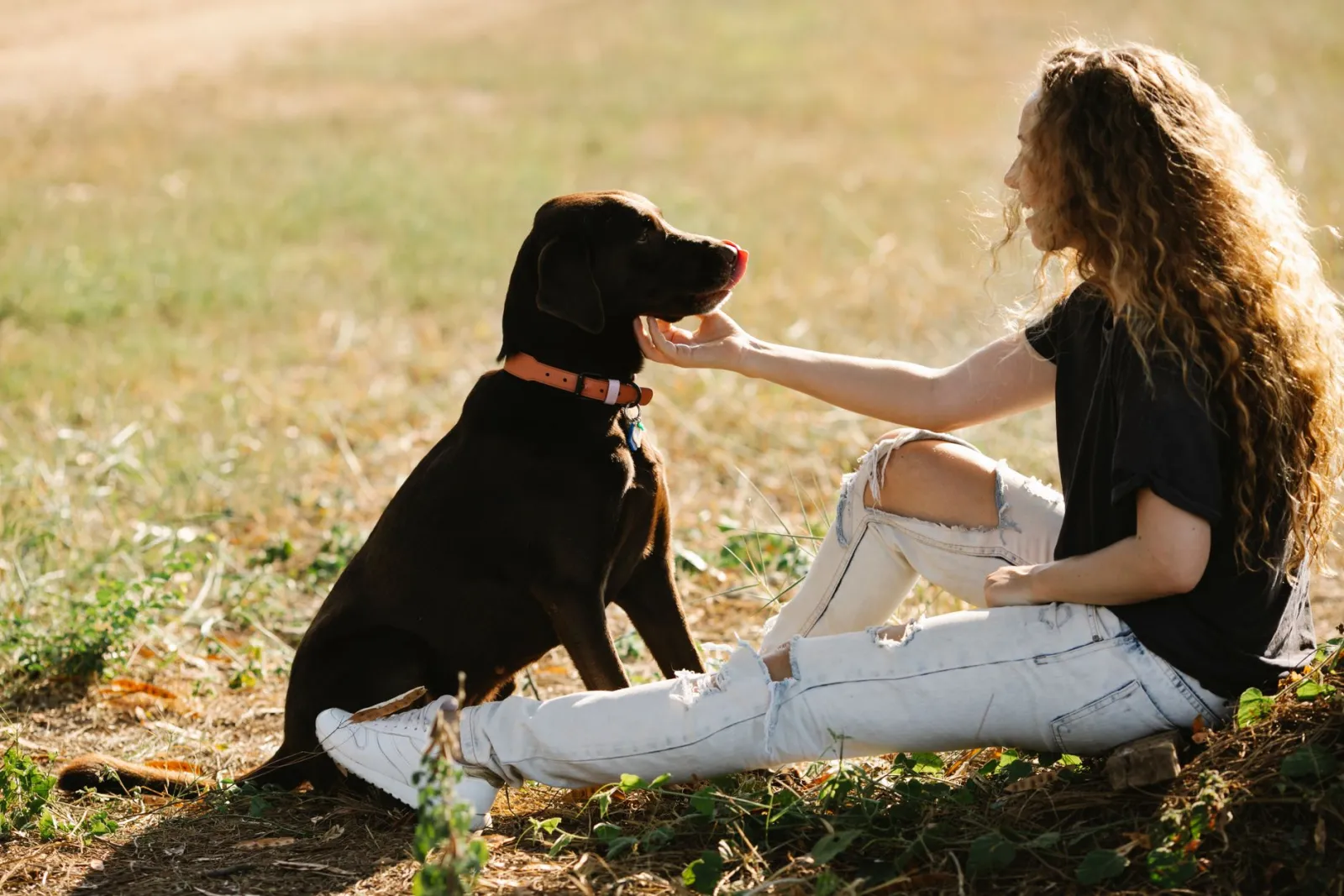 Dog Collar: Pros, Cons and Buyer’s Guide