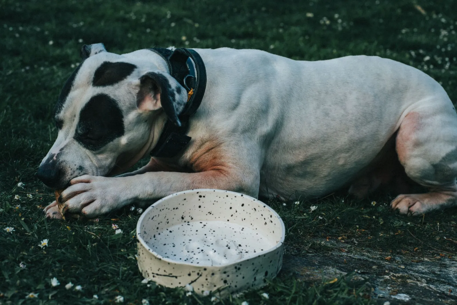 dog bowl