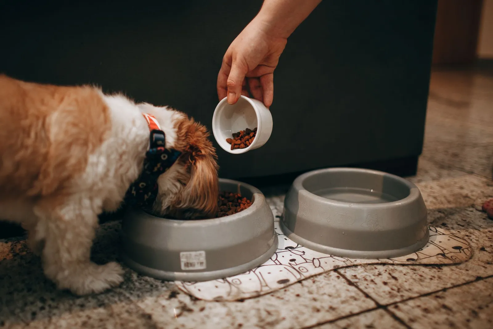 dog eating food bowl