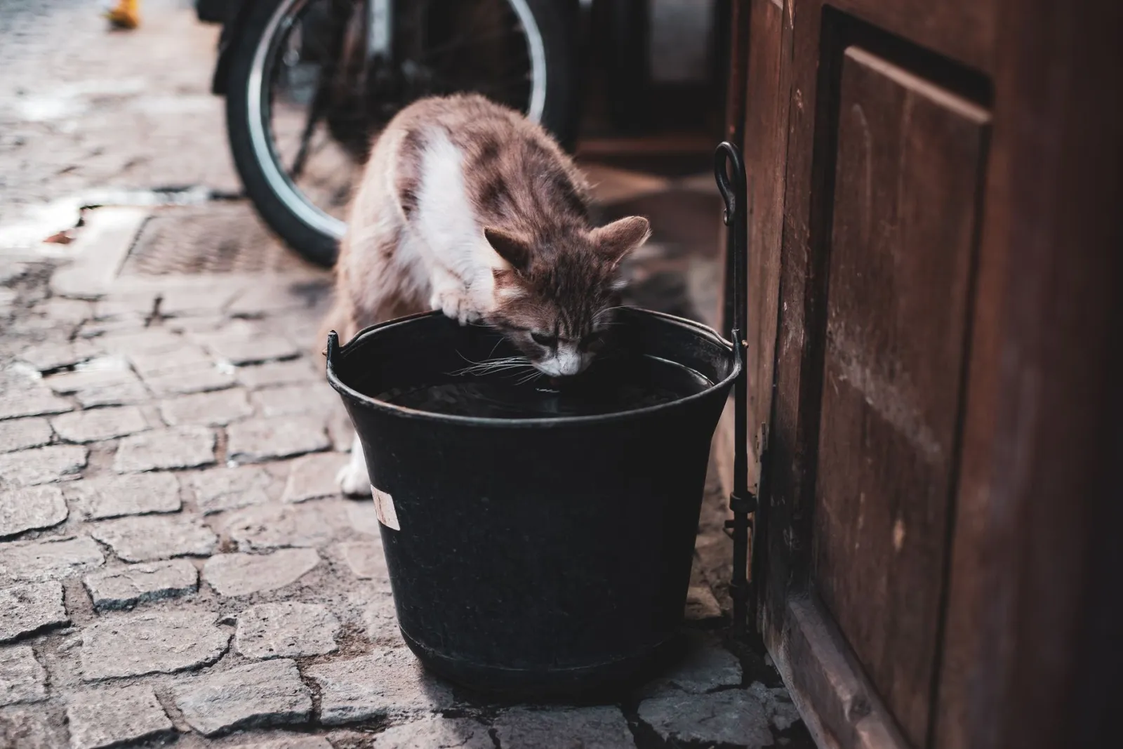 cat drinking fountain