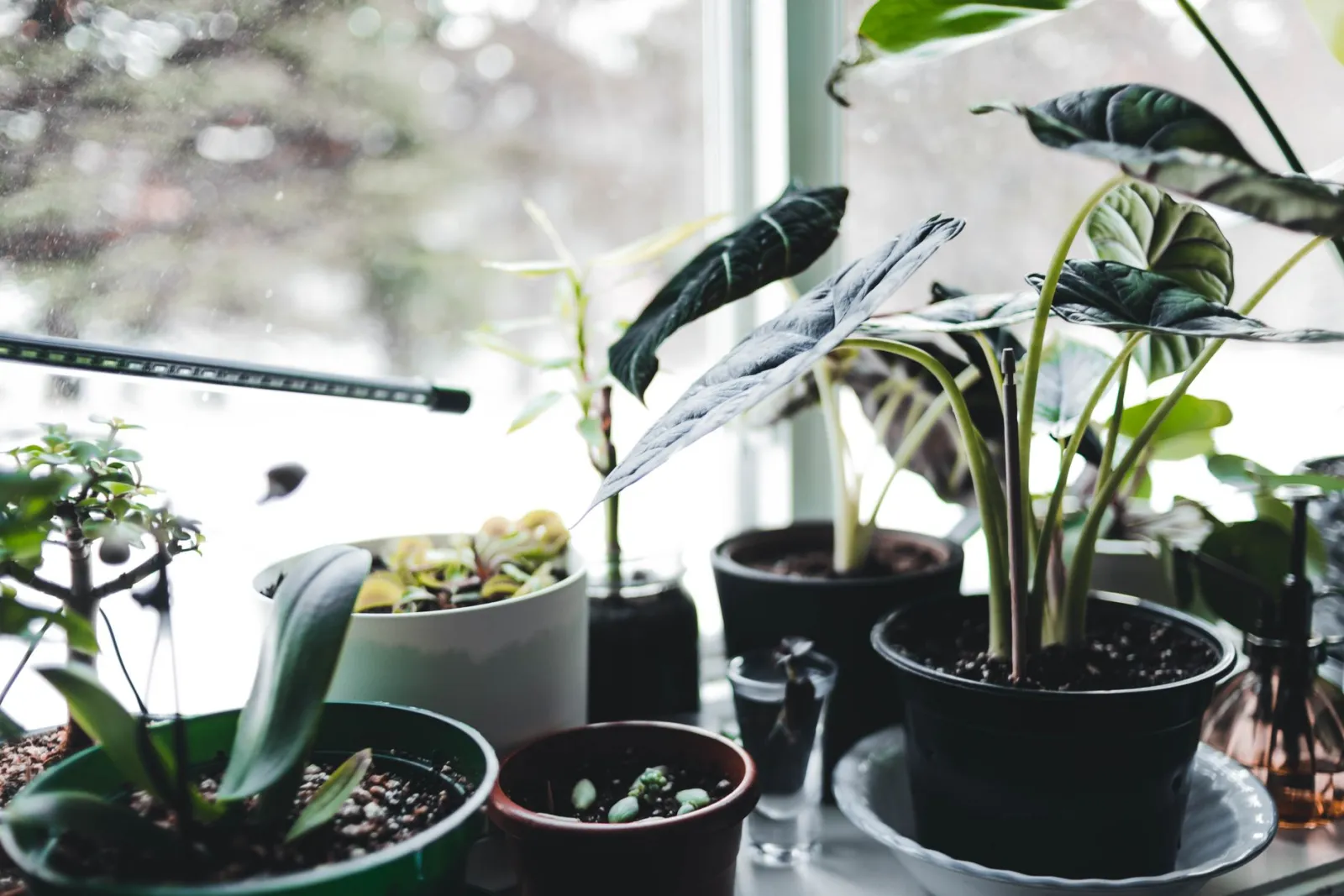 Large indoor plants: how to choose the best