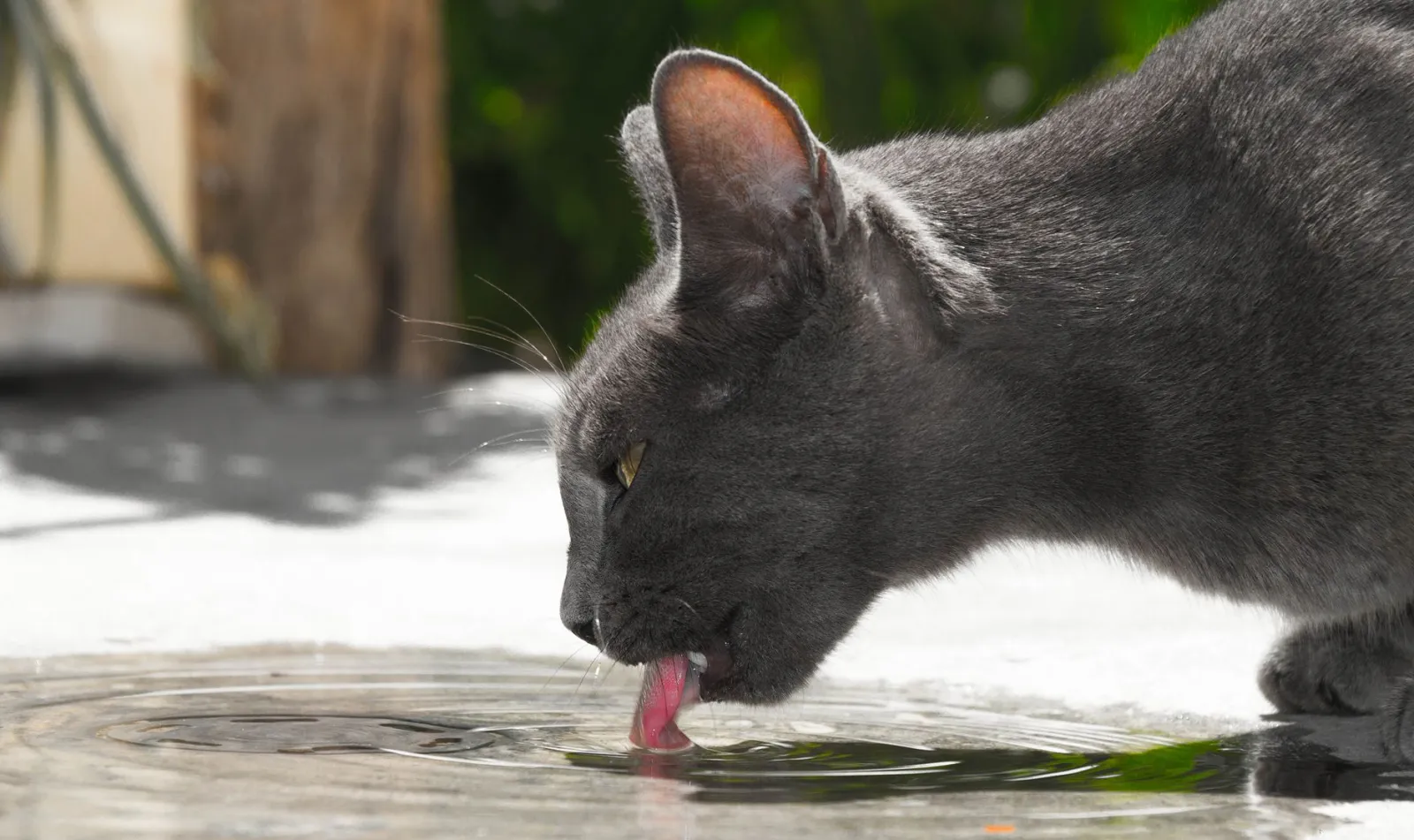 cat drinking fountain