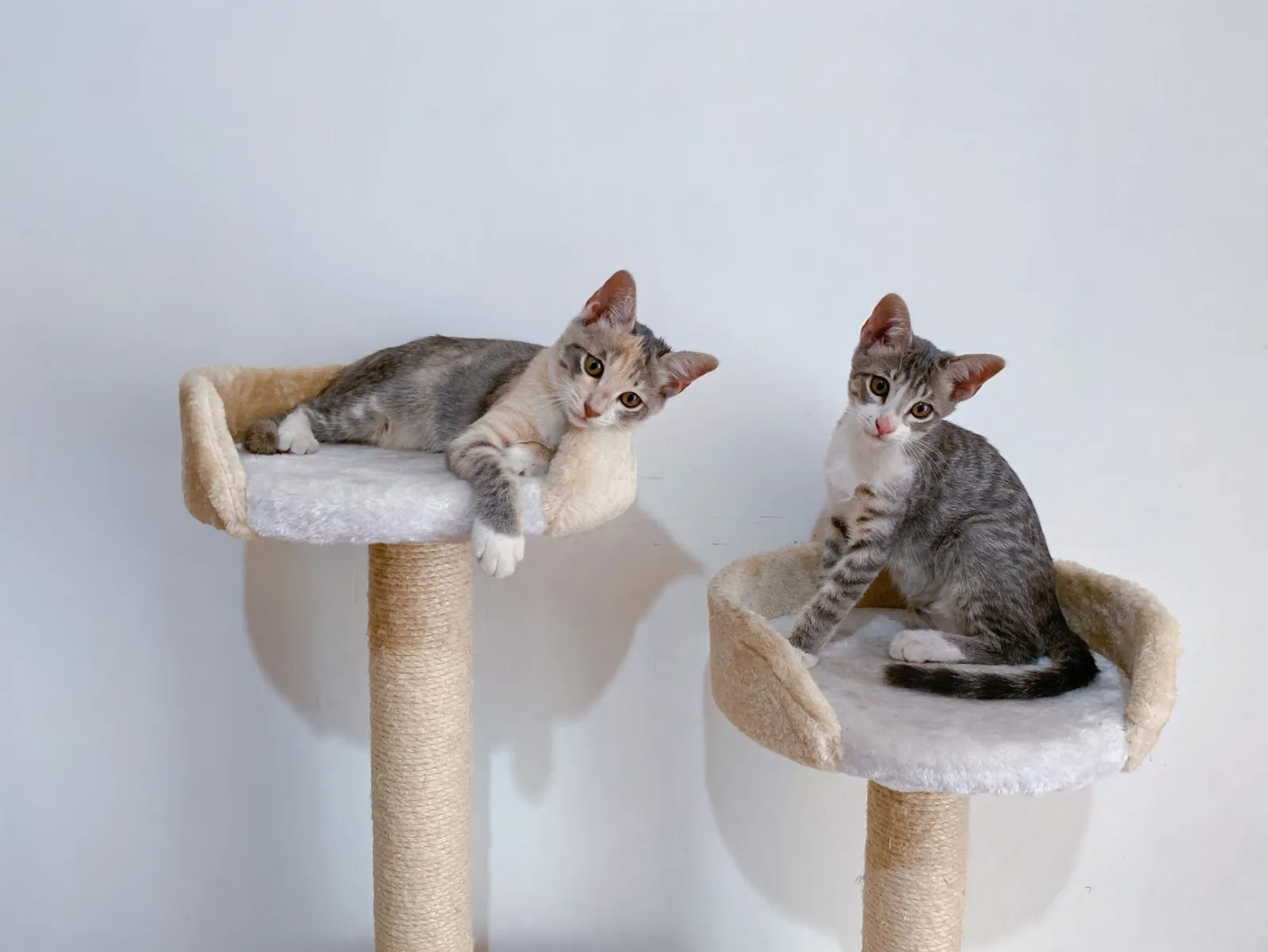 Cat Trees for Cats: Benefits and Selection Tips