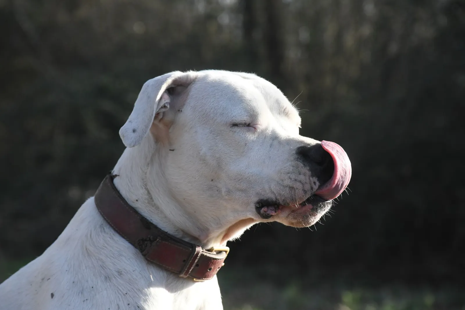 Dogo argentino: is it allowed in the uk