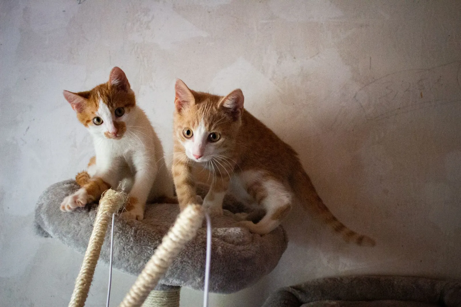 cat tree furniture