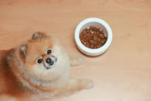 dog food bowl