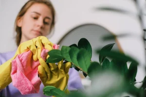 cleaning plant leaves