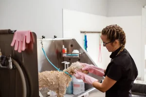 dog bowls washing