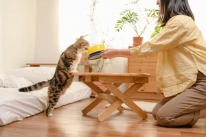 cat eating from bowl