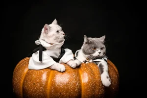cat wearing costume