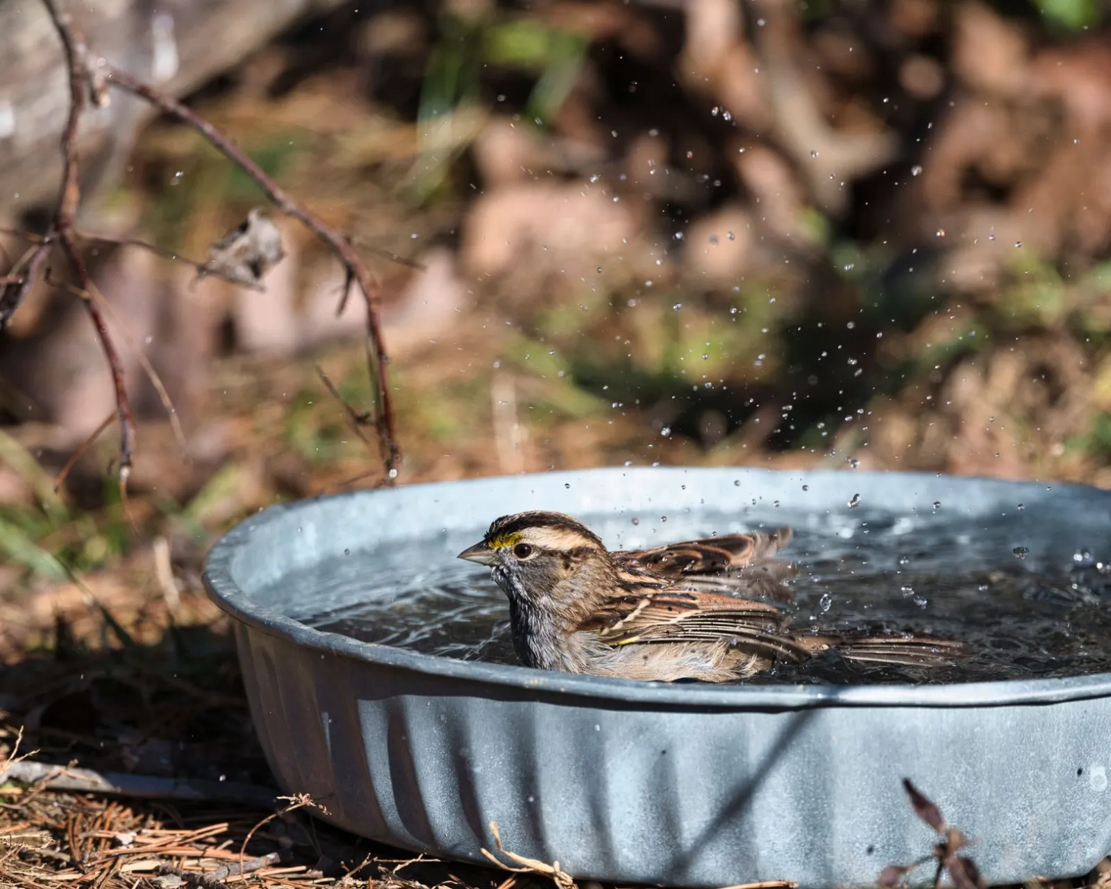 Bird Baths: How to Choose the Right One for Your Garden