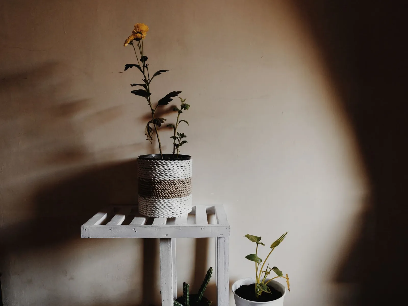 indoor plant stand
