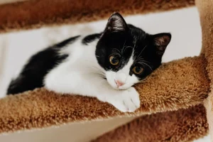 cat scratching post