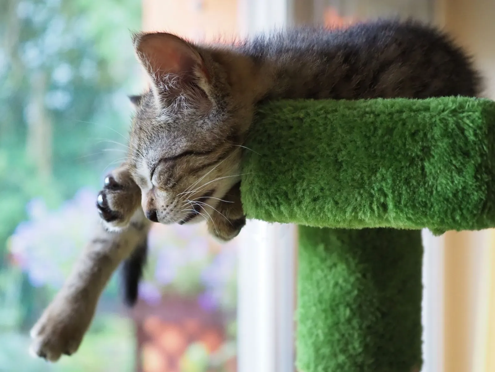 Cat Scratching Post: Best Materials and Selection Criteria