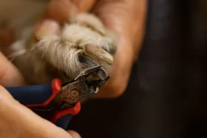 dog nail clippers