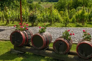 rain barrel garden